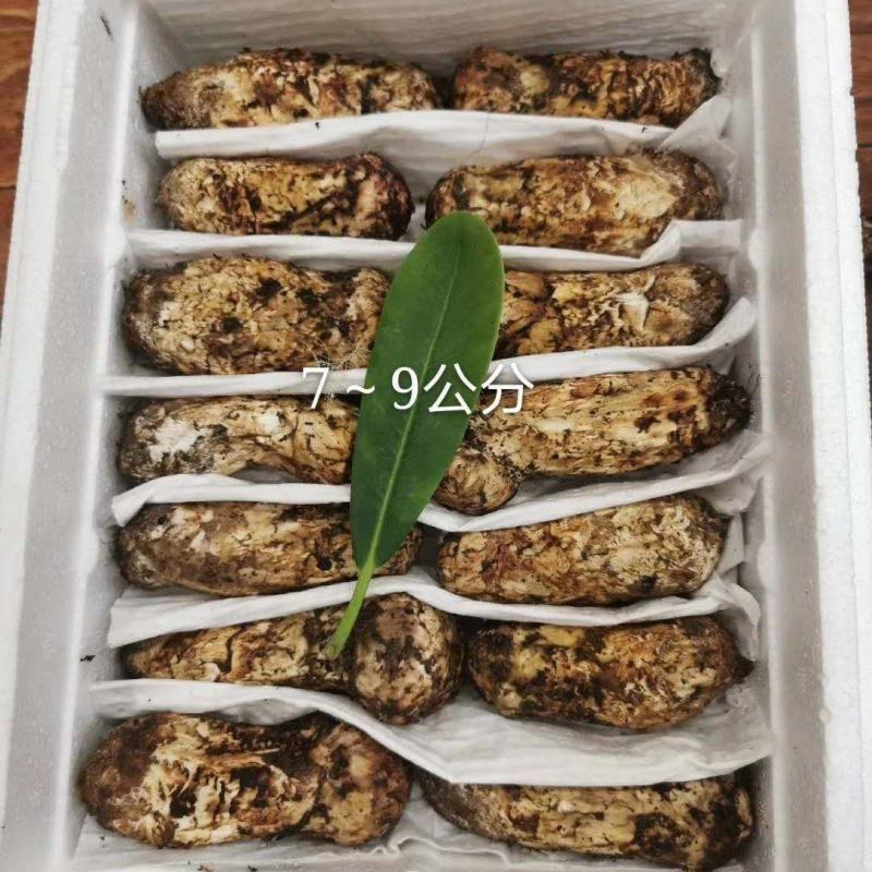 2024年源头松茸批发，产地直供，品质保证