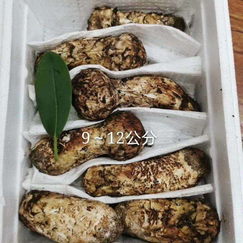 2024年源头松茸批发，产地直供，品质保证
