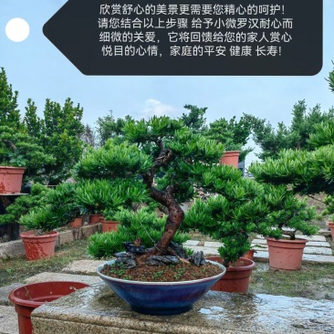 造型罗汉松盆景