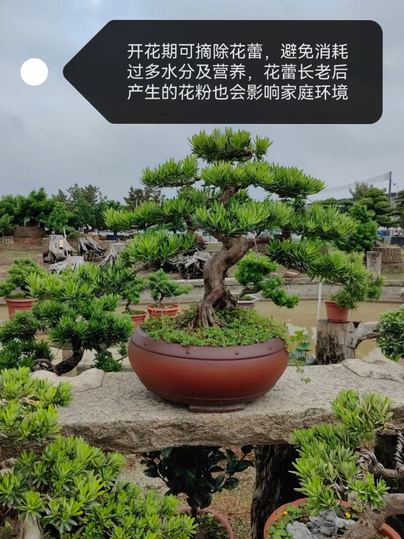 造型罗汉松盆景