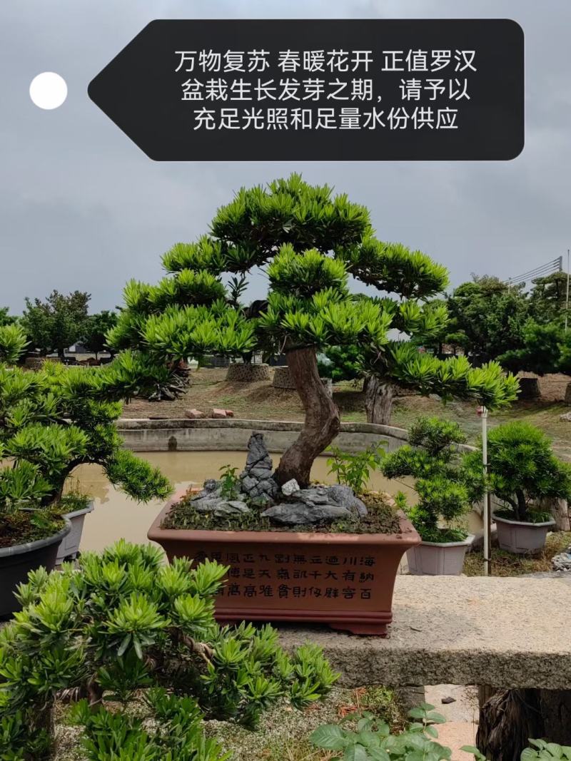 造型罗汉松盆景