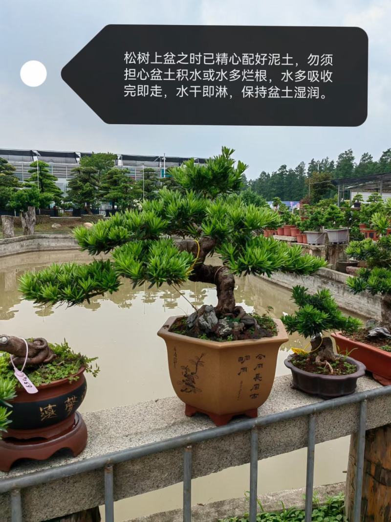 造型罗汉松盆景