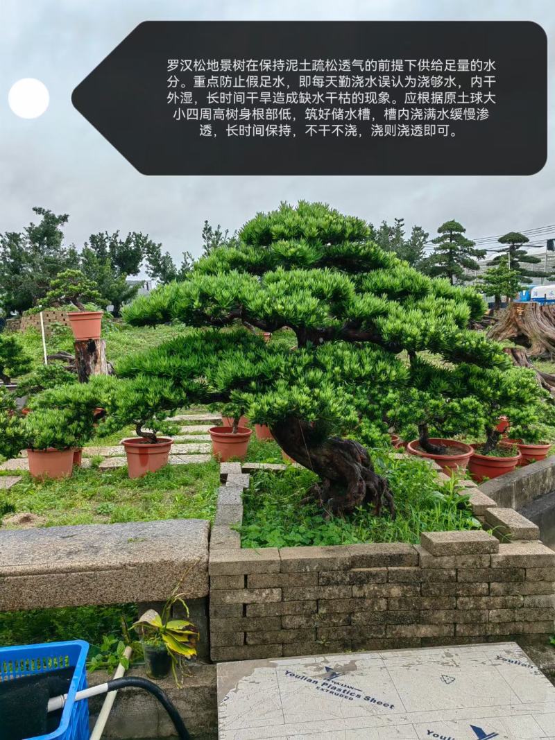 造型罗汉松盆景