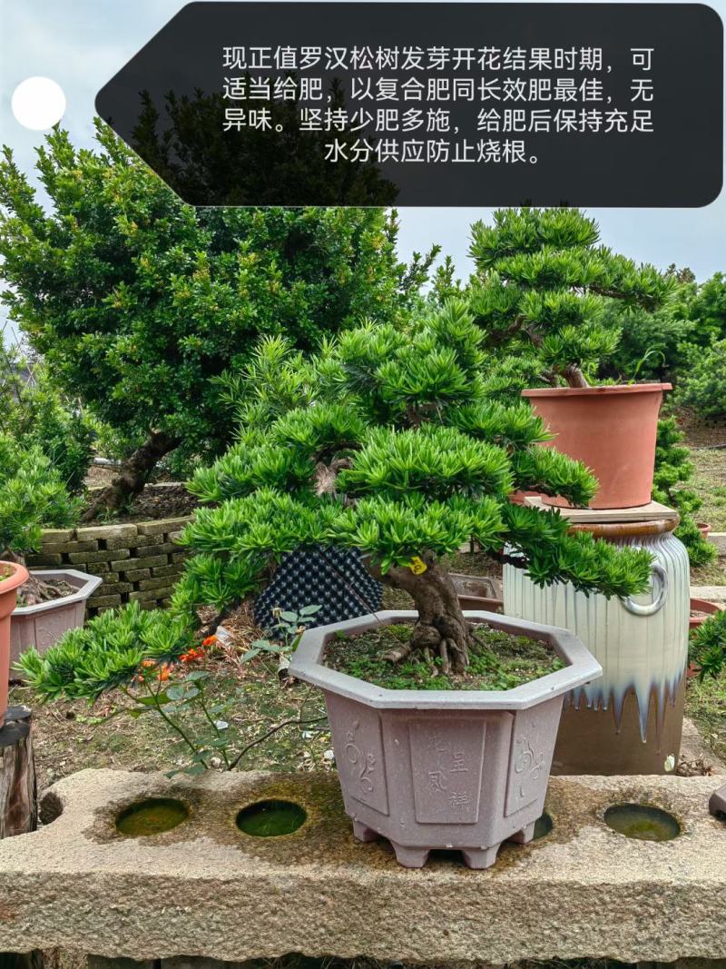 造型罗汉松盆景