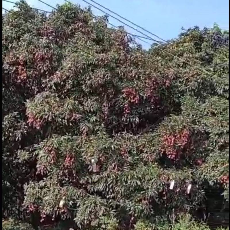 广西钦南区附近鸡嘴荔枝产地直发‘全国各地