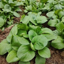 台湾青秀青梗菜种子种籽四季小青菜籽种油菜冬季南方青蔬菜孑