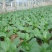 台湾青秀青梗菜种子种籽四季小青菜籽种油菜冬季南方青蔬菜孑