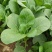 台湾青秀青梗菜种子种籽四季小青菜籽种油菜冬季南方青蔬菜孑