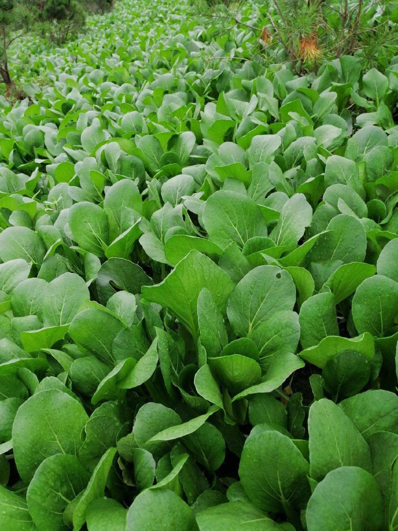 台湾青秀青梗菜种子种籽四季小青菜籽种油菜冬季南方青蔬菜孑