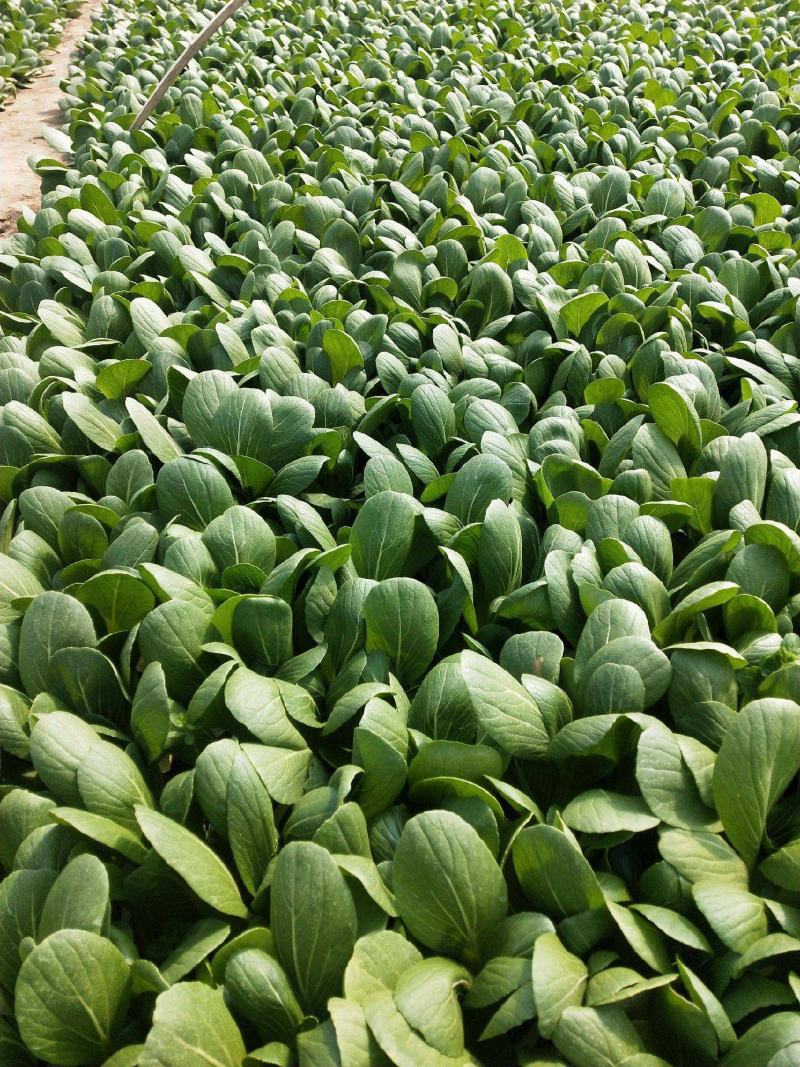 台湾青秀青梗菜种子种籽四季小青菜籽种油菜冬季南方青蔬菜孑