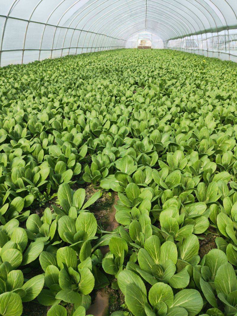 台湾青秀青梗菜种子种籽四季小青菜籽种油菜冬季南方青蔬菜孑