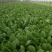 台湾青秀青梗菜种子种籽四季小青菜籽种油菜冬季南方青蔬菜孑