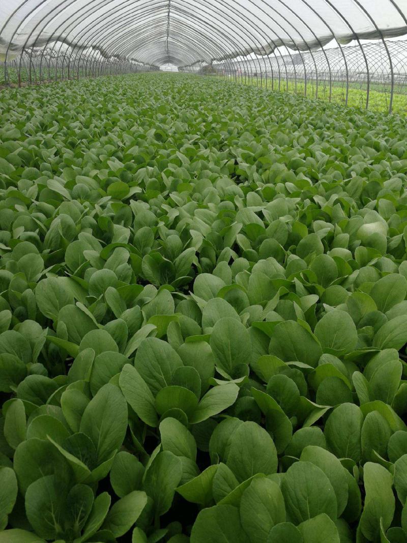 台湾青秀青梗菜种子种籽四季小青菜籽种油菜冬季南方青蔬菜孑