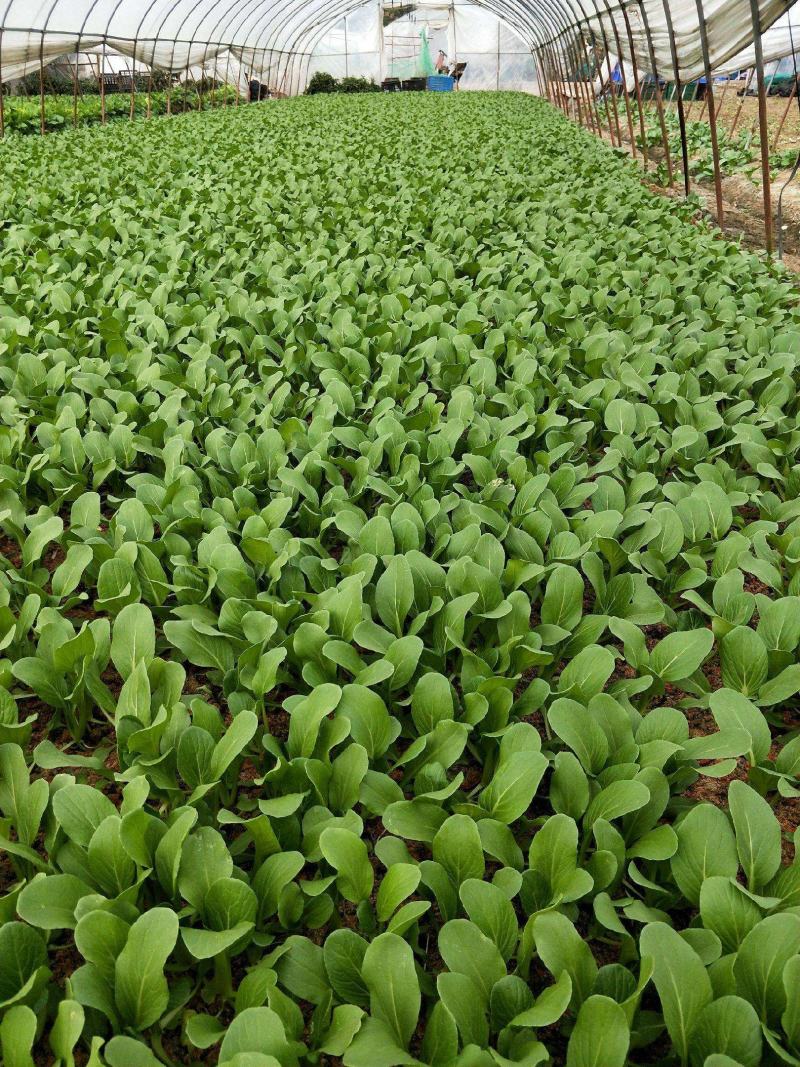 台湾青秀青梗菜种子种籽四季小青菜籽种油菜冬季南方青蔬菜孑