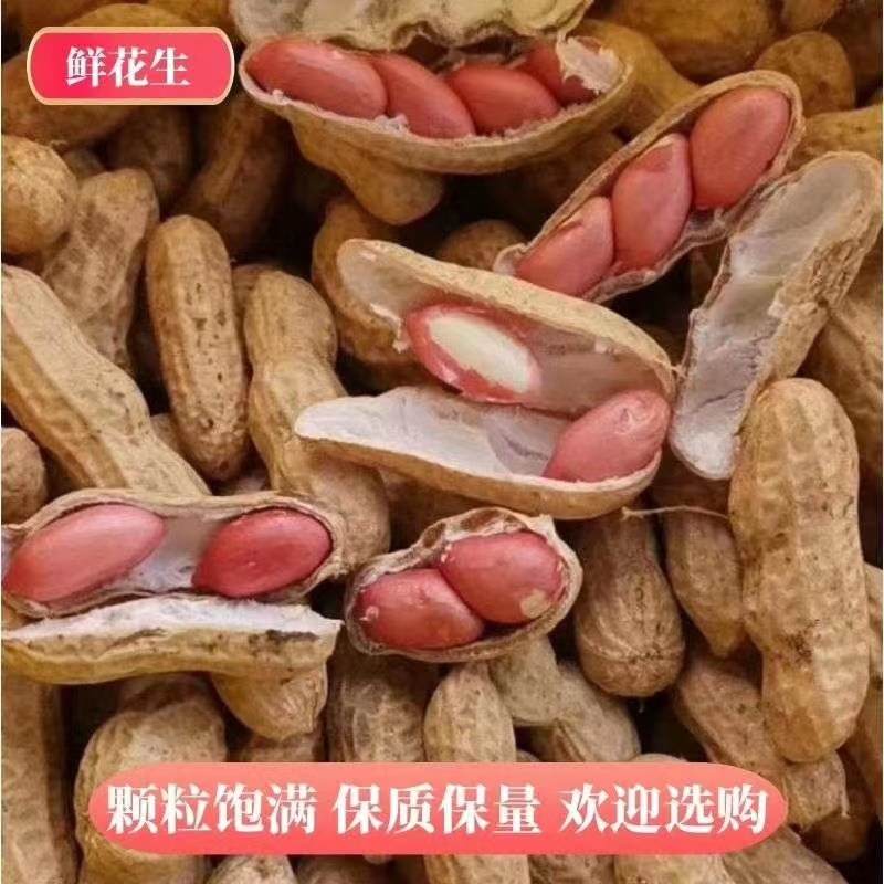 河南开封祥符区，新鲜花生大量上市了，欢迎联系采购