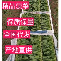 滨州惠民精品圆叶菠菜，万亩方田基地，做工精细，发往全国