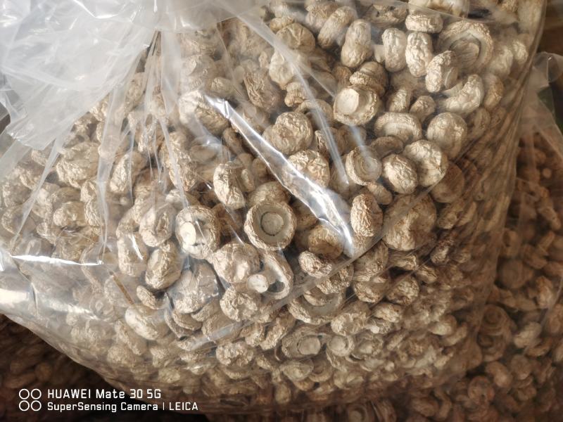 今年热风干AD整粒双孢菇