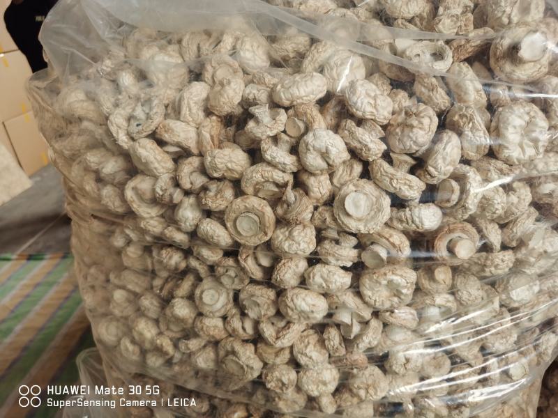 今年热风干AD整粒双孢菇