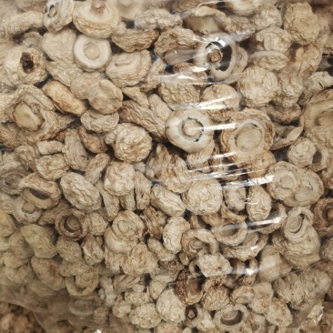 今年热风干AD整粒双孢菇