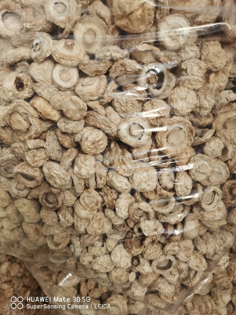今年热风干AD整粒双孢菇