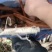 纯野生乌天麻，需要下单