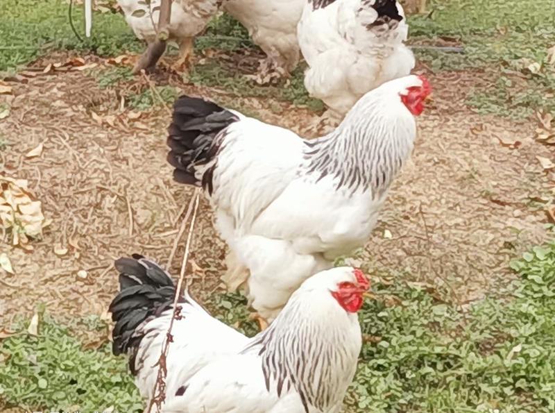 婆罗门鸡梵天鸡婆罗门种鸡脱温鸡苗半大鸡种蛋受精蛋