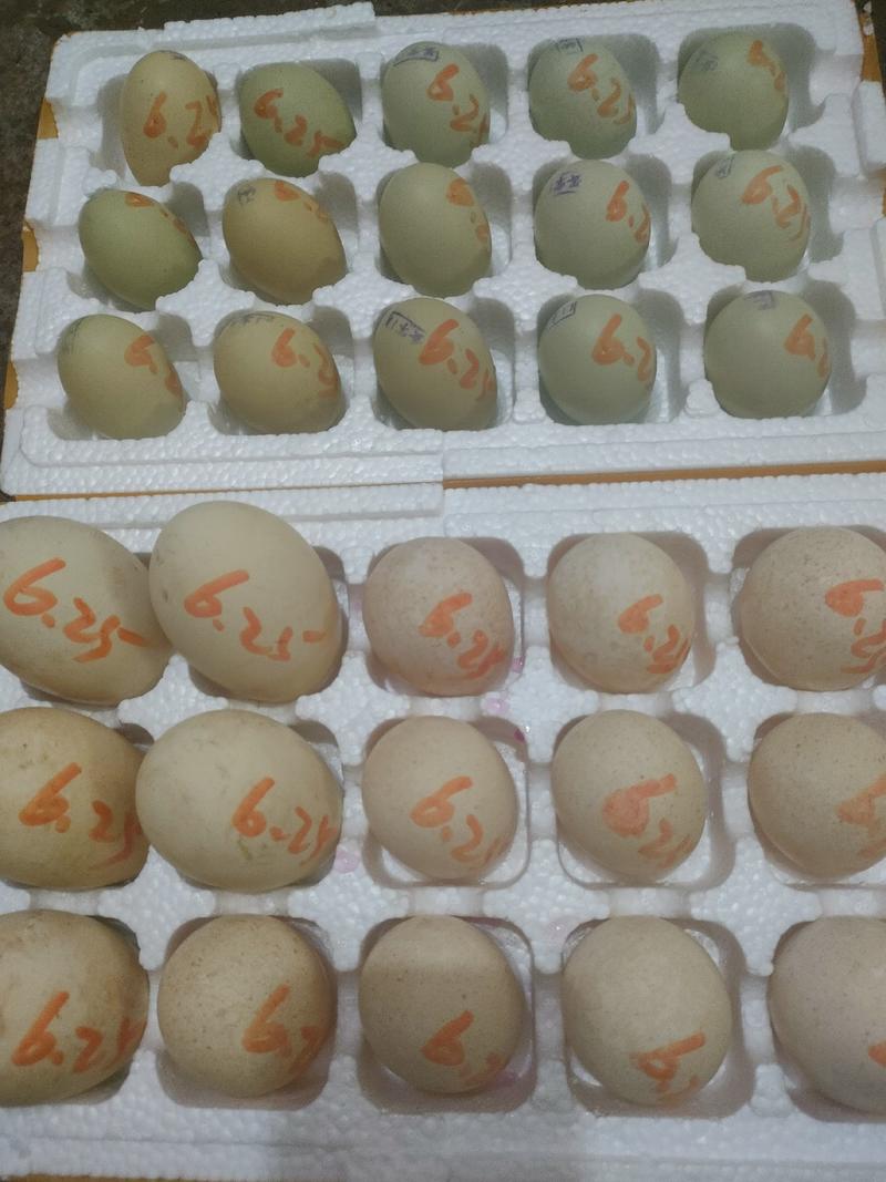 婆罗门鸡梵天鸡婆罗门种鸡脱温鸡苗半大鸡种蛋受精蛋