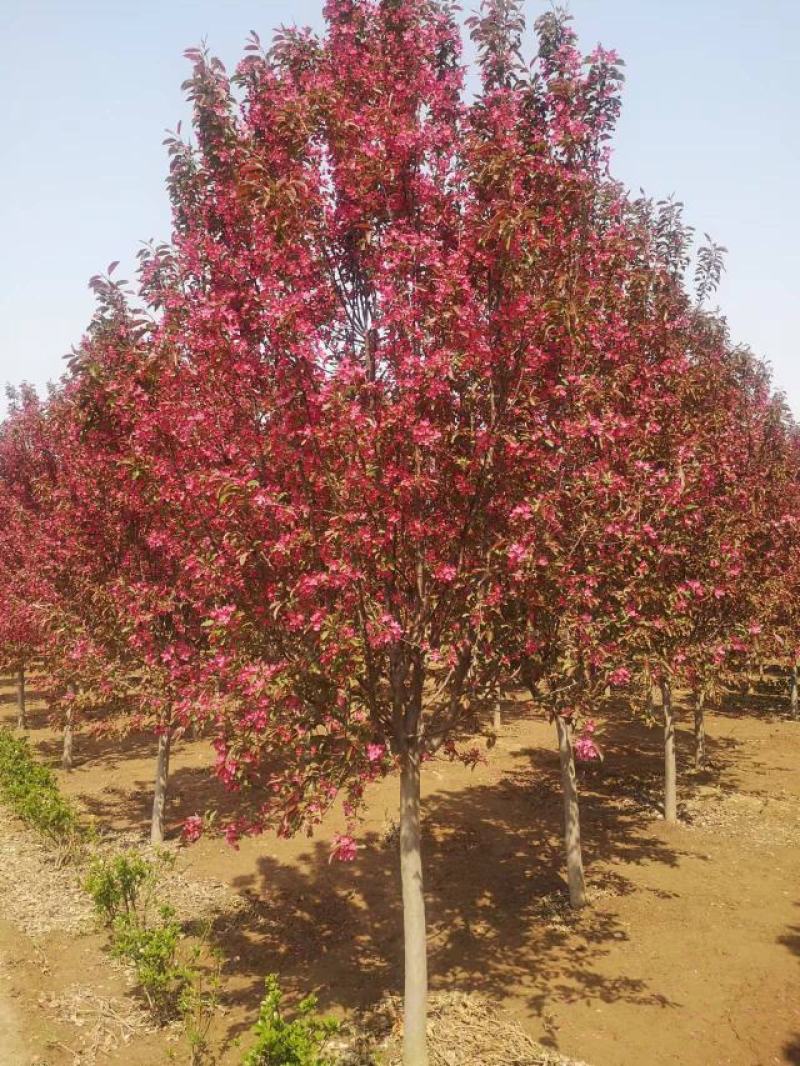 【精品】山东绚丽海棠树苗1-20公分都有货，全国发货