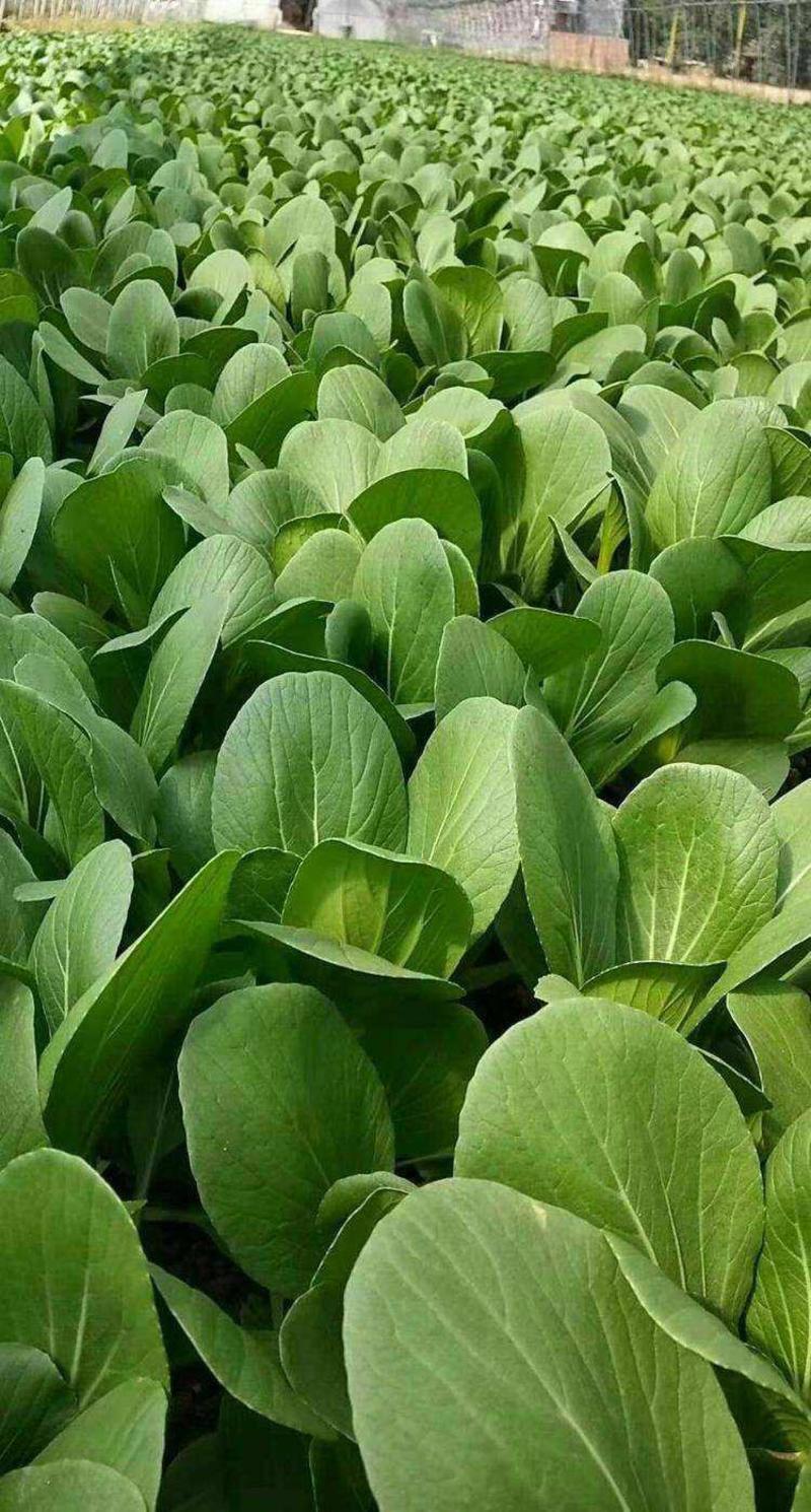华王青梗菜种子种籽进口杂交青梗菜种子速生鲜绿10g