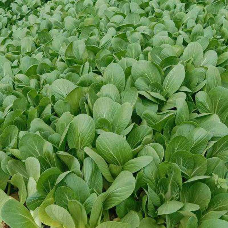 华王青梗菜种子种籽进口杂交青梗菜种子速生鲜绿10g