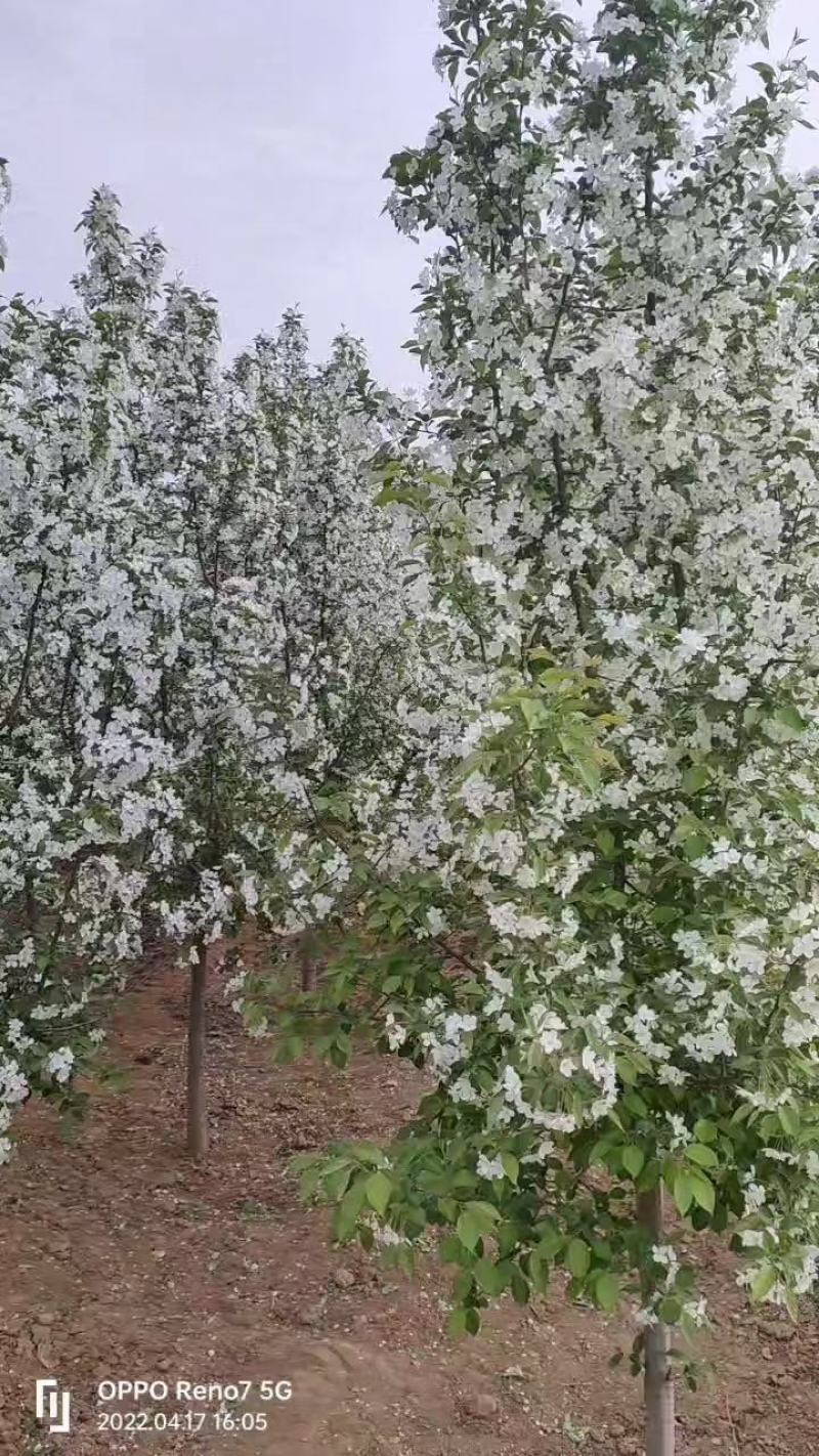 优选春雪海棠，基地供货，品质保证，量大从优，可视频看货