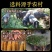【正宗】腊肉五花肉咸肉土猪肉西南湖南特产湘西烟熏老腊