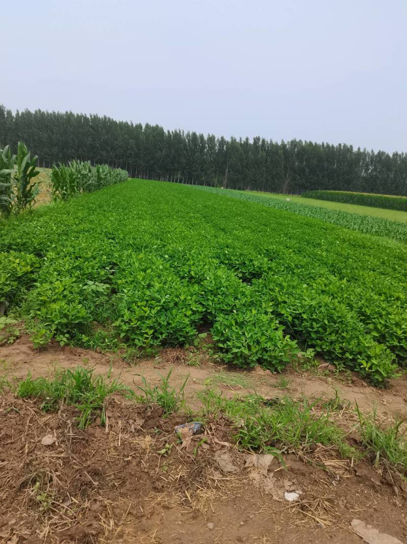 章丘鲜花生已上市，欢迎新老客户，电商电话咨询。