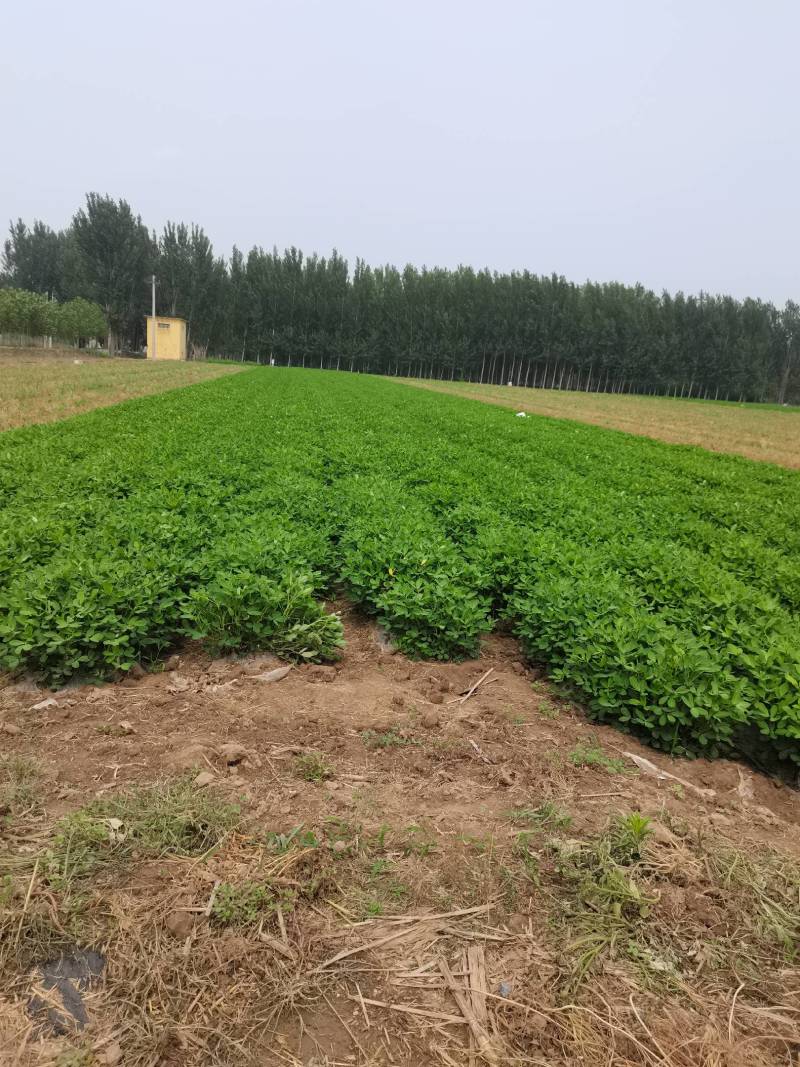 章丘鲜花生已上市，欢迎新老客户，电商电话咨询。