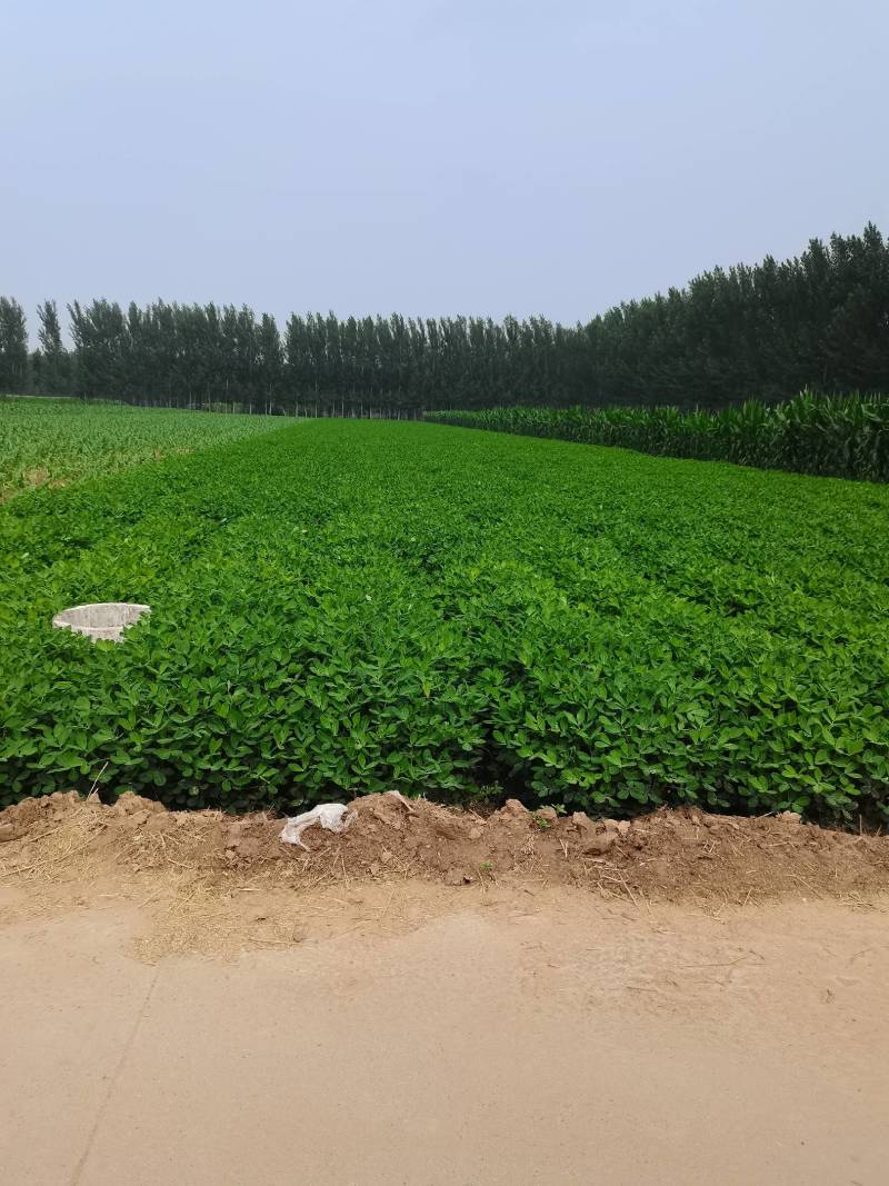 章丘鲜花生已上市，欢迎新老客户，电商电话咨询。