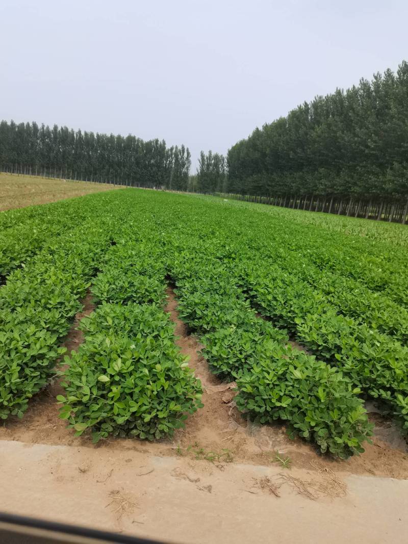 章丘鲜花生已上市，欢迎新老客户，电商电话咨询。