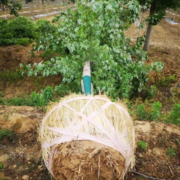 精品美国红枫,各种规格,货源充足,欢迎来电咨询