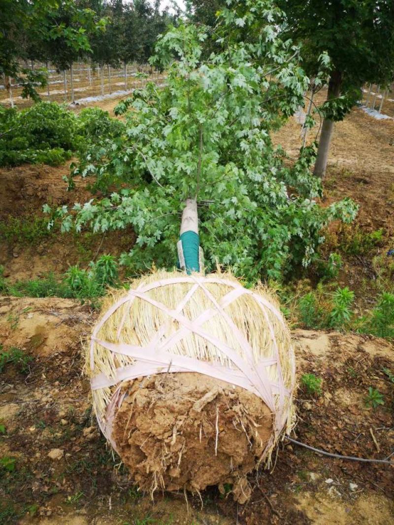 精品美国红枫，各种规格，货源充足，欢迎来电咨询