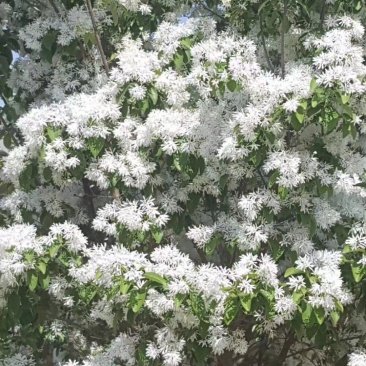 精品山东流苏树，小苗工程苗，基地货源，种类齐全，欢迎来电