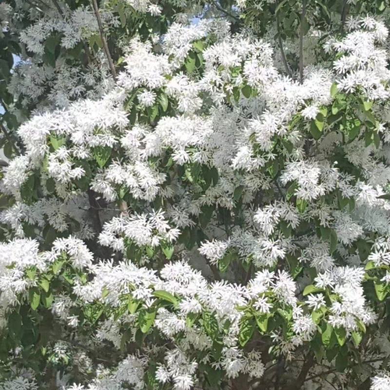 精品山东流苏树，小苗工程苗，基地货源，种类齐全，欢迎来电