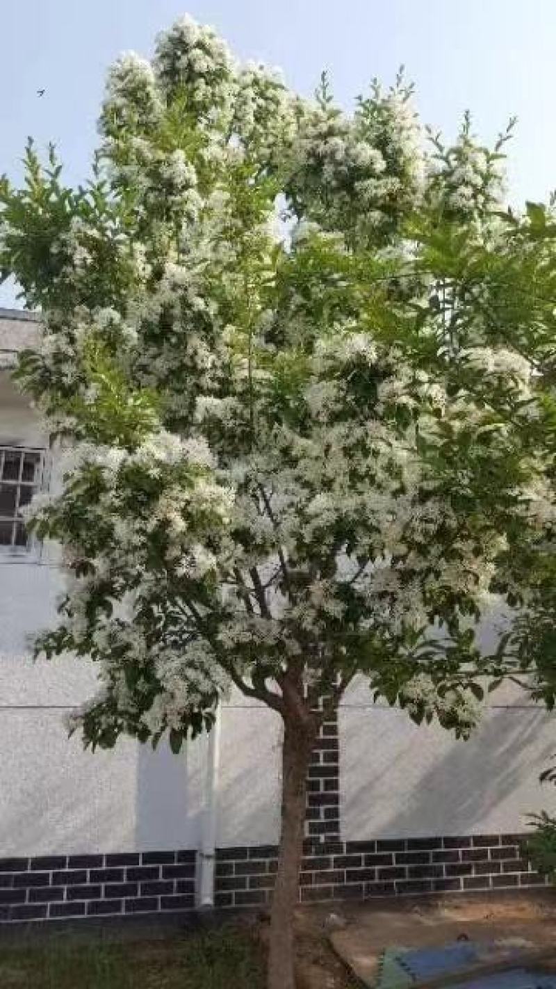 精品山东流苏树，小苗工程苗，基地货源，种类齐全，欢迎来电