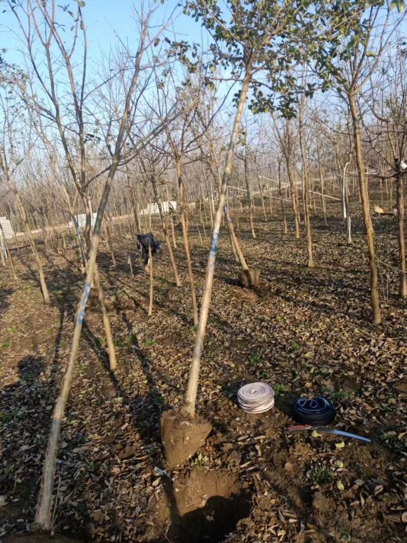 精品山东流苏树，小苗工程苗，基地货源，种类齐全，欢迎来电