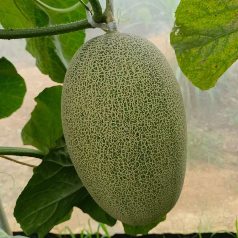 晓蜜哈密瓜