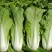 四季速生快菜种子四季蔬菜种子耐热耐湿青菜种子高产小白菜籽