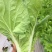四季速生快菜种子四季蔬菜种子耐热耐湿青菜种子高产小白菜籽