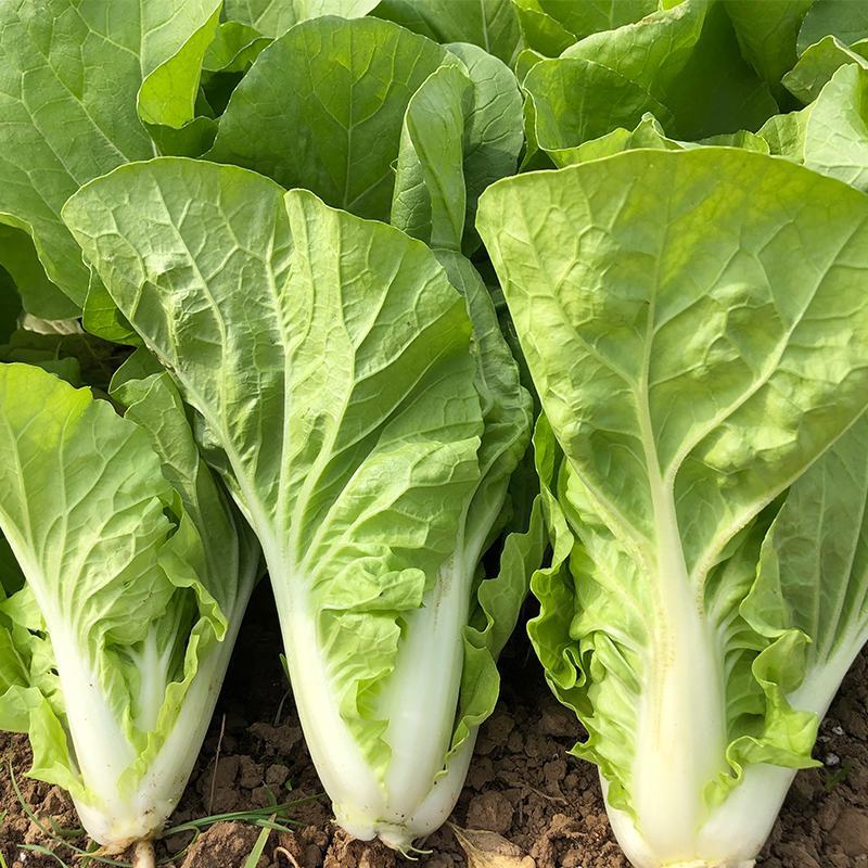 四季速生快菜种子四季蔬菜种子耐热耐湿青菜种子高产小白菜籽