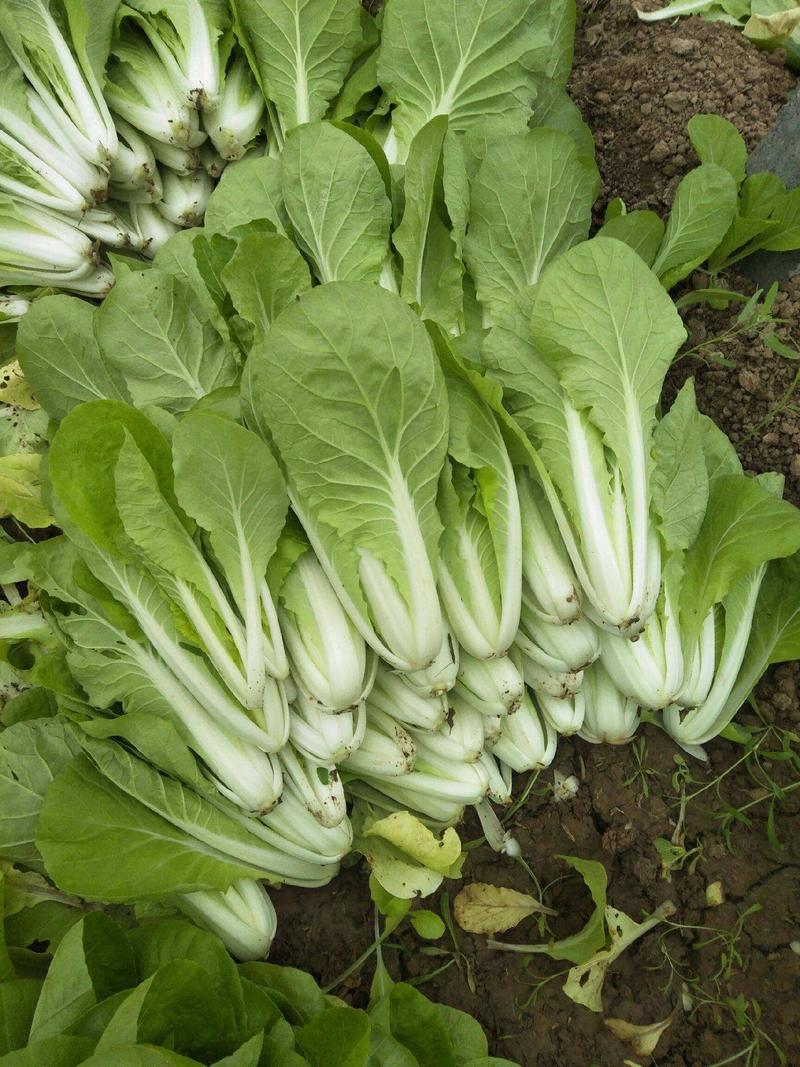 四季速生快菜种子四季蔬菜种子耐热耐湿青菜种子高产小白菜籽