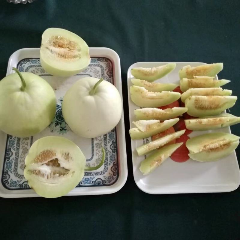美浓甜瓜种子薄皮甜瓜种子大小整齐皮淡黄白色香味囗感好