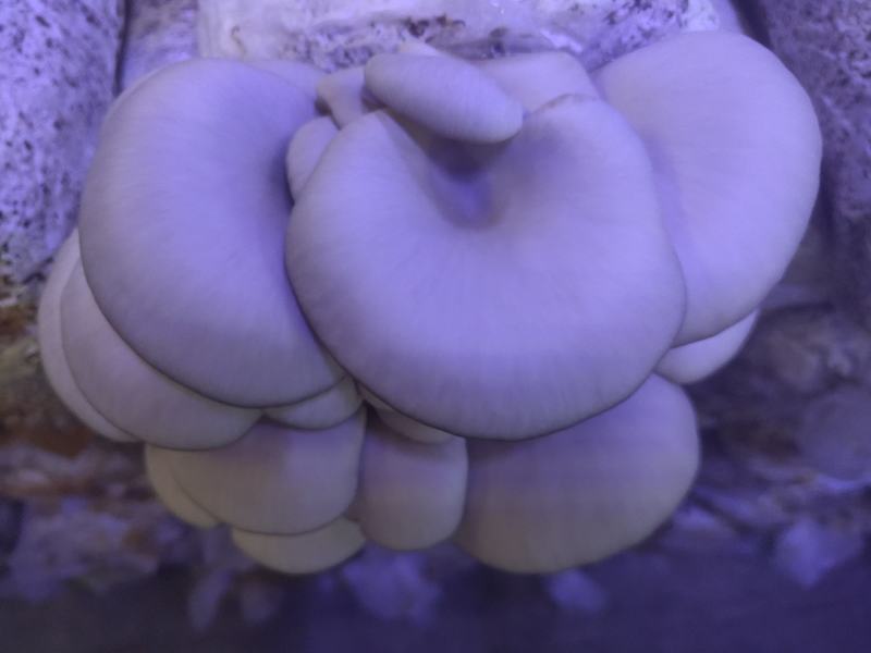 秀珍菇