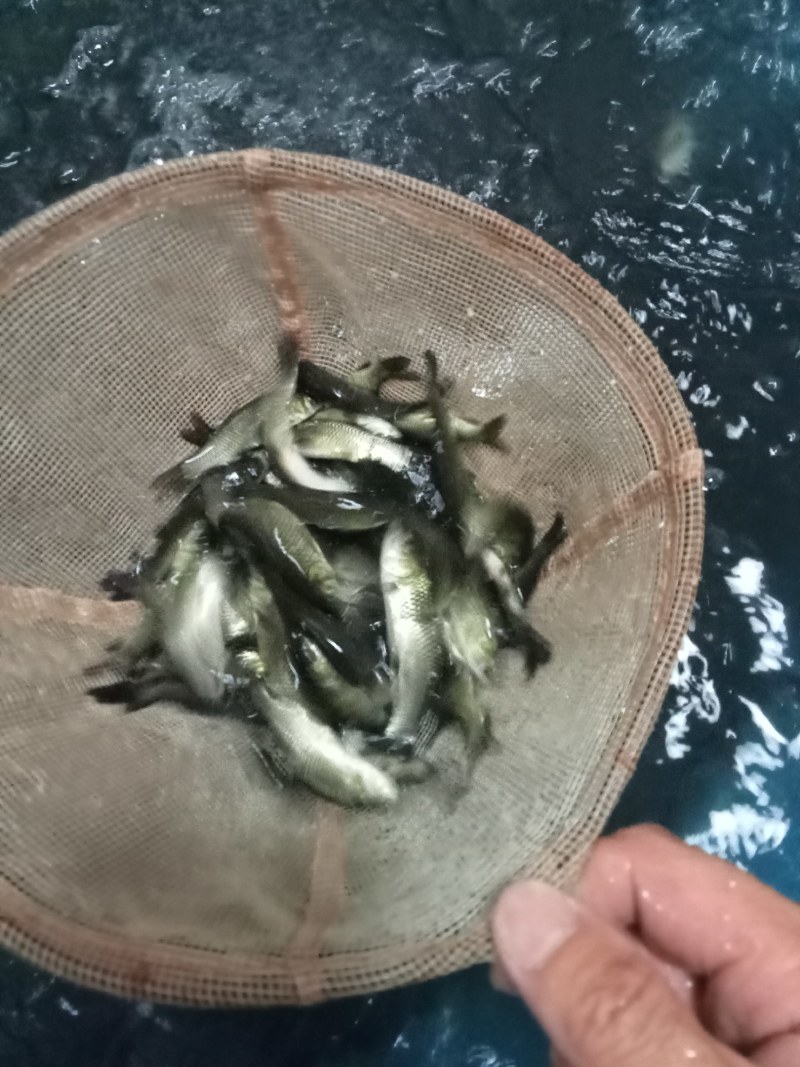 广草鱼苗，抗疫强，成活率高，欢迎订购